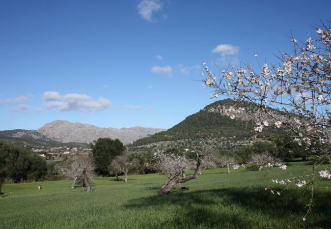 Landhaus in Pollensa / Pollença - MARAVILLOSA FINCA EN VALL DE COLONYA